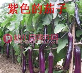 大班科学课件PPT《秋天的色彩》PPT课件图片