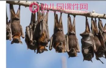 大班科学课件PPT《动物怎么睡觉》PPT课件图片