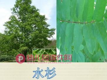 大班科学课件PPT《树叶宝宝回家了》PPT课件图片