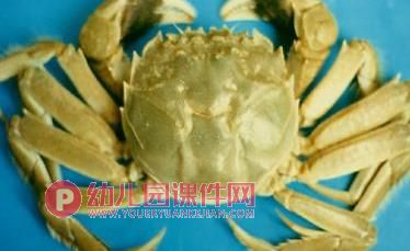 大班科学课件PPT《认识螃蟹》PPT课件图片