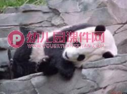 大班科学课件PPT《动物是怎么睡觉的？》PPT课件图片