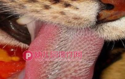 大班科学活动课件PPT《有趣的舌头》PPT课件图片