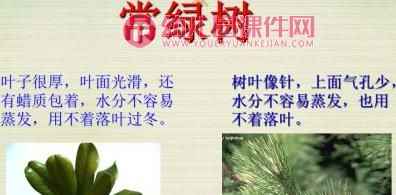 大班科学课件PPT《树叶宝宝回家了》PPT课件图片