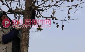 大班科学课件PPT《植物过冬》PPT课件图片