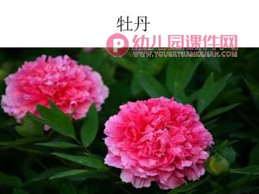大班科学课件PPT《猜猜乐》PPT课件图片