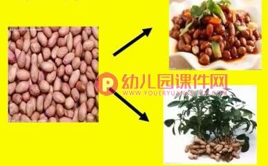 大班科学优质课课件PPT《种子的旅行》PPT课件图片