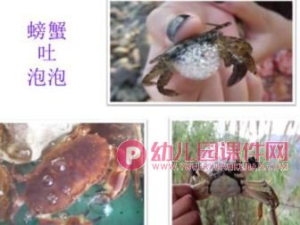 大班科学课件PPT《认识螃蟹》PPT课件图片