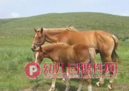 大班科学课件PPT《动物怎么睡觉》PPT课件图片