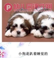 大班科学课件PPT《动物是怎么睡觉的？》PPT课件图片