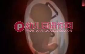 大班科学公开课课件PPT《我从哪里来》PPT课件视频图片