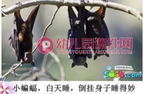 大班科学课件PPT《动物是怎么睡觉的？》PPT课件图片