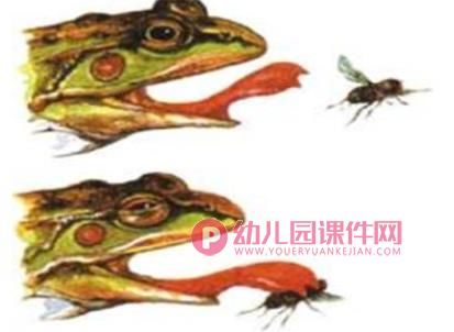 大班科学活动课件PPT《有趣的舌头》PPT课件图片