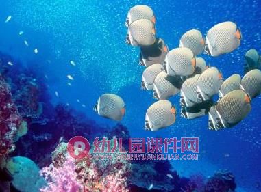 大班科学课件PPT《有趣的海洋动物》PPT课件图片