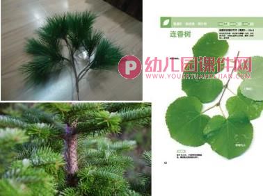 大班科学课件PPT《植物过冬》PPT课件图片
