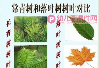 大班科学课件PPT《树叶宝宝回家了》PPT课件图片