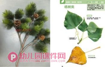 大班科学课件PPT《植物过冬》PPT课件图片