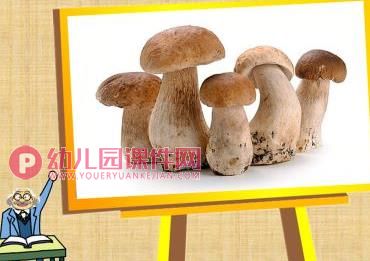 大班科学课件PPT《奇妙的仿生》PPT课件图片