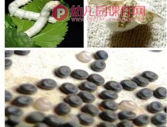 大班科学优质课课件PPT《蚕宝宝的一生》PPT课件图片