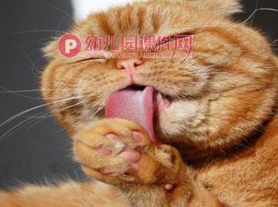 大班科学活动课件PPT《有趣的舌头》PPT课件图片