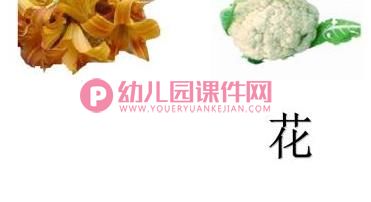 大班科学优质课课件PPT《吃植物的哪部分》PPT课件图片