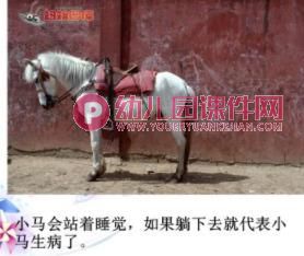 大班科学课件PPT《动物是怎么睡觉的？》PPT课件图片