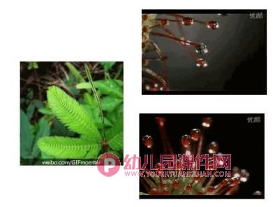 大班科学课件PPT《有趣的叶子》PPT课件图片