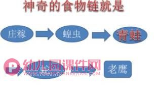 大班科学活动课件PPT《神奇的食物链》PPT课件图片