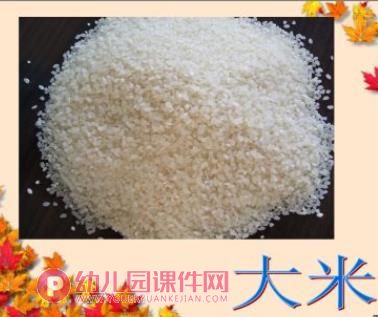 大班科学活动课件PPT《多种多样的米》PPT课件图片
