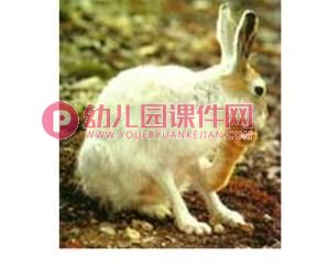 大班科学课件PPT《地球仪上的中国》PPT课件图片