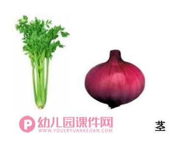 大班科学优质课课件PPT《吃植物的哪部分》PPT课件图片