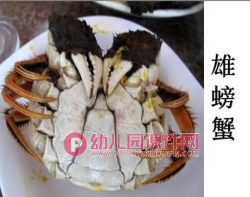 大班科学课件PPT《认识螃蟹》PPT课件图片