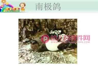 大班科学课件PPT《地球仪上的中国》PPT课件图片