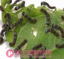 大班科学优质课课件PPT《蚕宝宝的一生》PPT课件图片