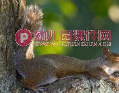 大班科学课件PPT《动物是怎么睡觉的？》PPT课件图片
