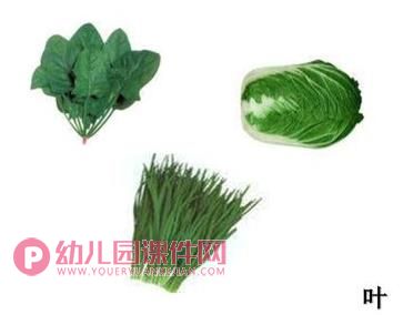 大班科学优质课课件PPT《吃植物的哪部分》PPT课件图片