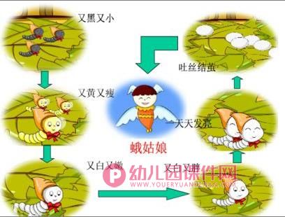 大班科学优质课课件PPT《蚕宝宝的一生》PPT课件图片