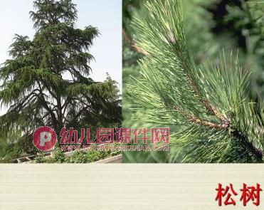 大班科学课件PPT《树叶宝宝回家了》PPT课件图片