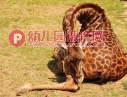大班科学课件PPT《动物是怎么睡觉的？》PPT课件图片