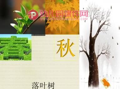 大班科学课件PPT《树叶宝宝回家了》PPT课件图片