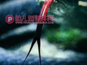 大班科学活动课件PPT《有趣的舌头》PPT课件图片