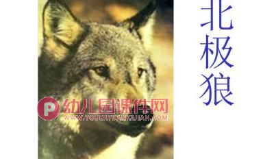 大班科学课件PPT《地球仪上的中国》PPT课件图片