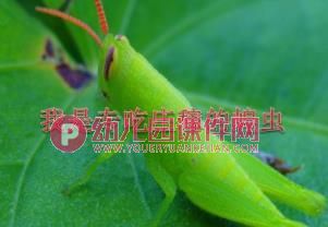 大班科学活动课件PPT《神奇的食物链》PPT课件图片