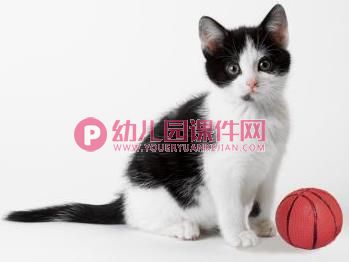 大班美术课件PPT《猫咪的故事》PPT课件图片