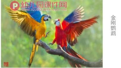 大班美术课件PPT《拯救鹦鹉》PPT课件图片