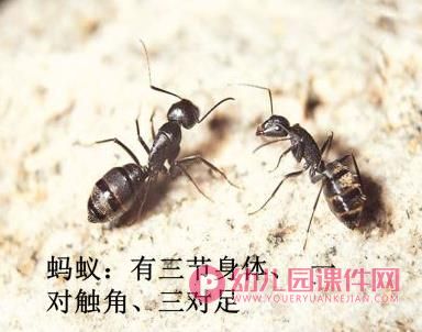 大班美术课件PPT《忙碌的蚂蚁》PPT课件图片