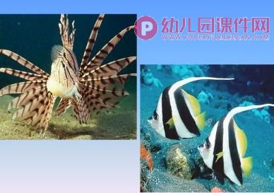 大班美术活动课件PPT《趣味鱼乐园》PPT课件图片