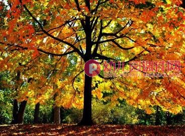 大班美术活动课件PPT《多彩的秋天》PPT课件图片