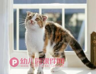 大班美术课件PPT《猫咪的故事》PPT课件图片