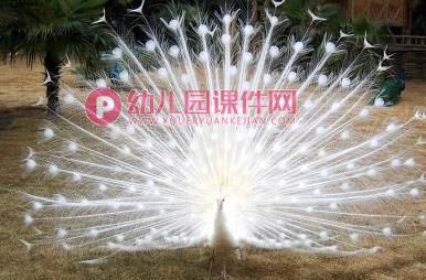 大班绘画课件PPT《孔雀》PPT课件图片