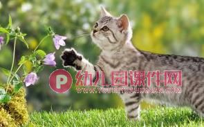 大班美术课件PPT《猫咪的故事》PPT课件图片